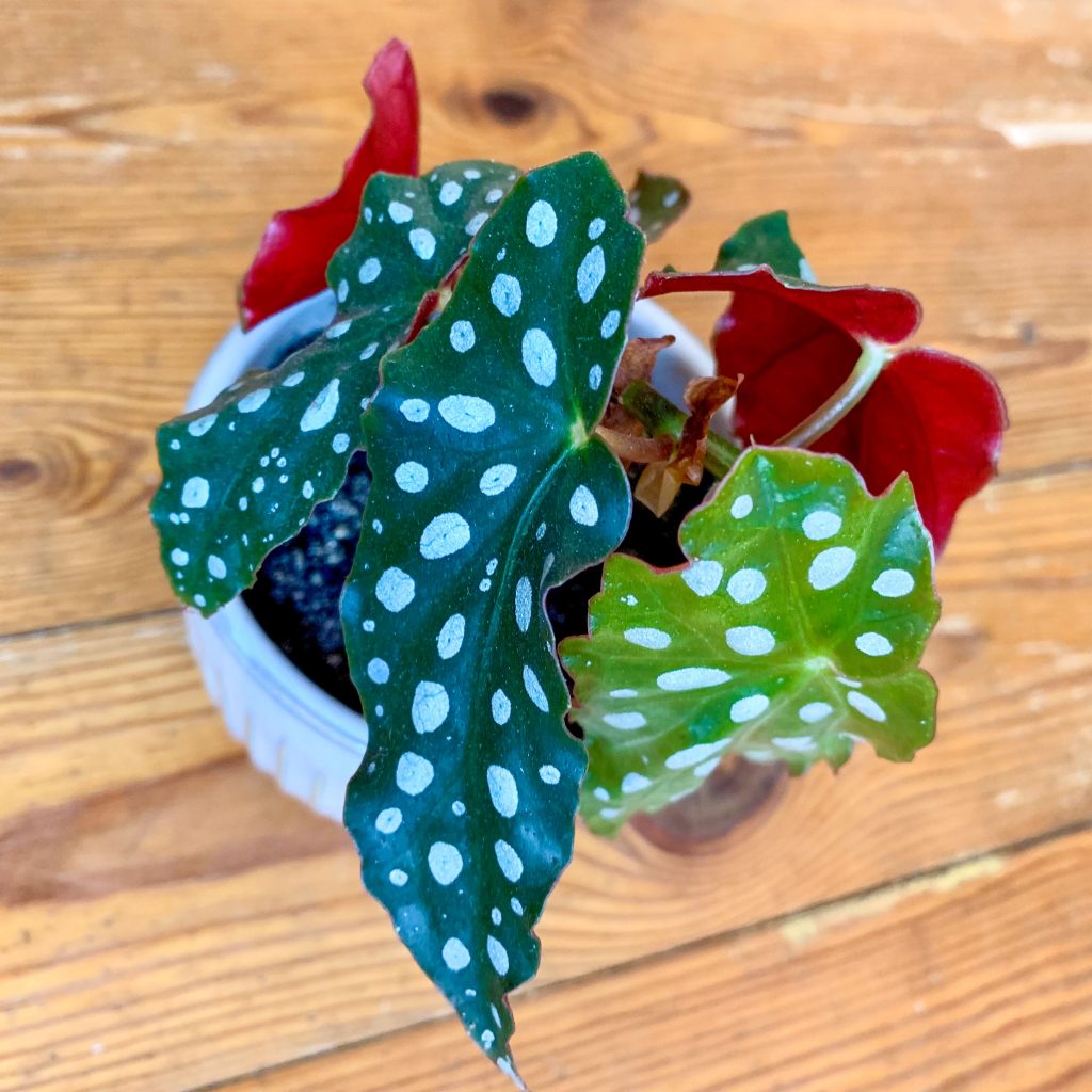 begonia maculata or polka dot begonia