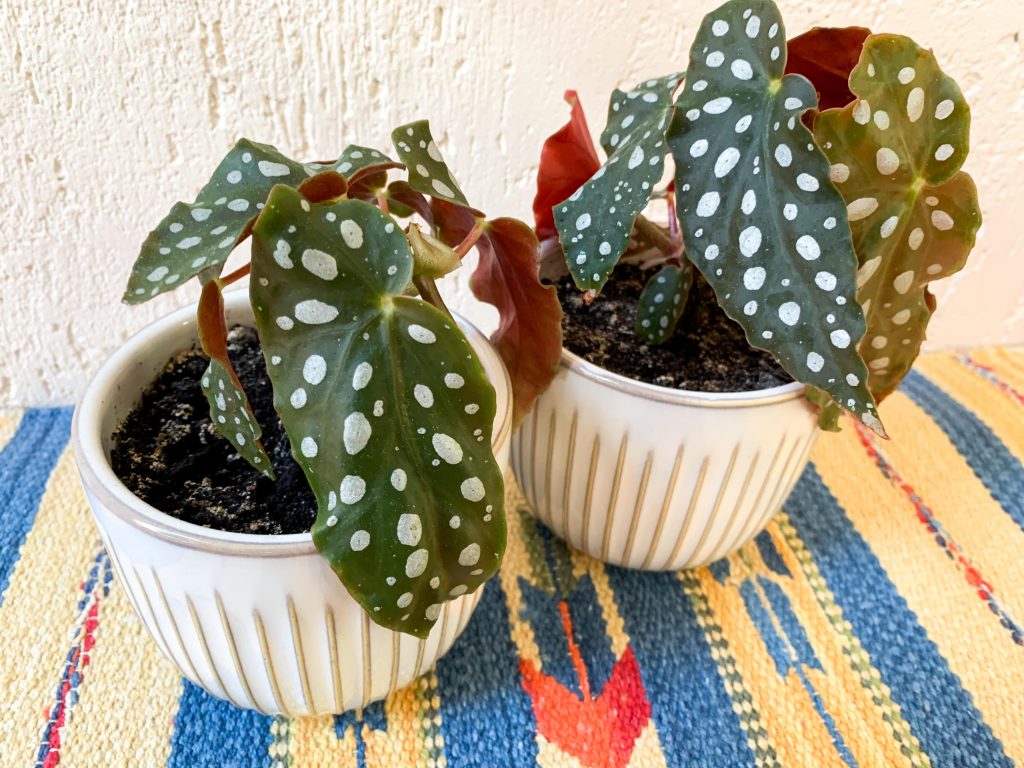 begonia maculata polka dot begonia