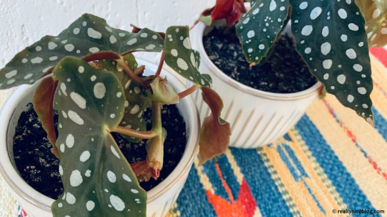 Begonia maculata Polka dot begonia care