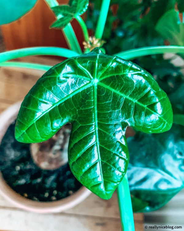 Buddha Belly Plant Care Guide - How to Grow Jatropha podagrica