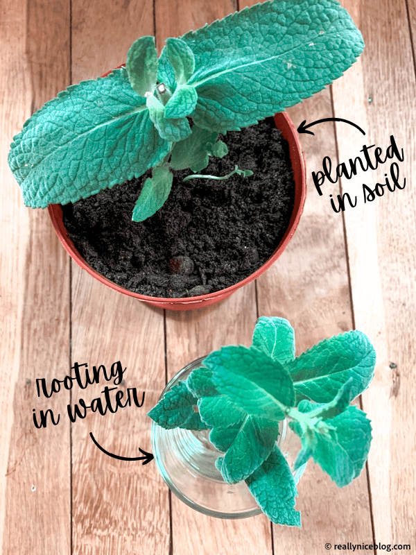 Rooted mint planted in soil and mint cutting rooting in water