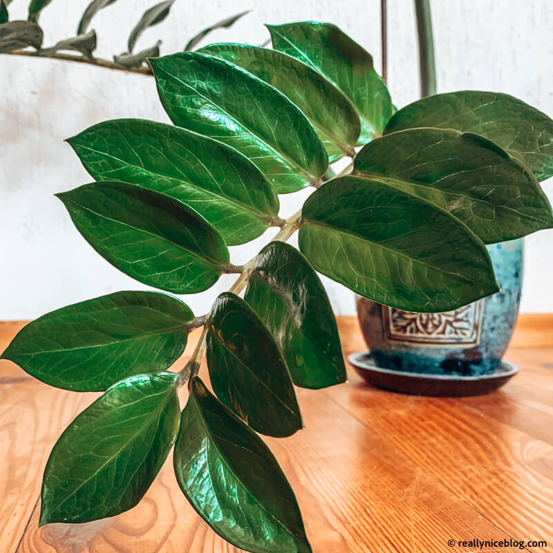 ZZ plant (Zamioculcas zamiifolia, Zanzibar gem) closeup photograpgy