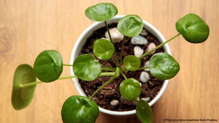 Chinese money plant Pilea peperomioides