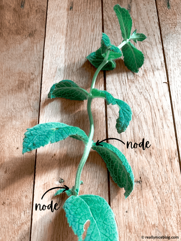 Fresh mint cutting with nodes for mint propagation in water