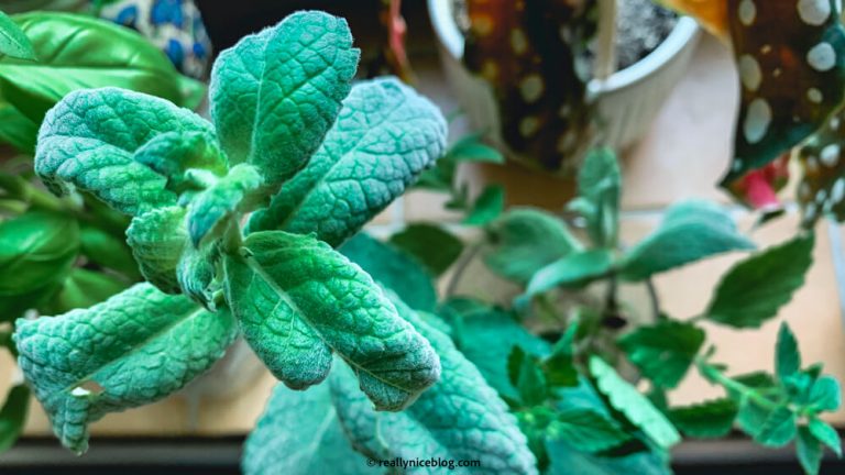 How to grow mint indoors from cuttings