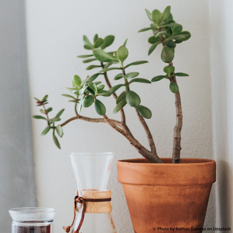 jade plant crassula ovata money plant