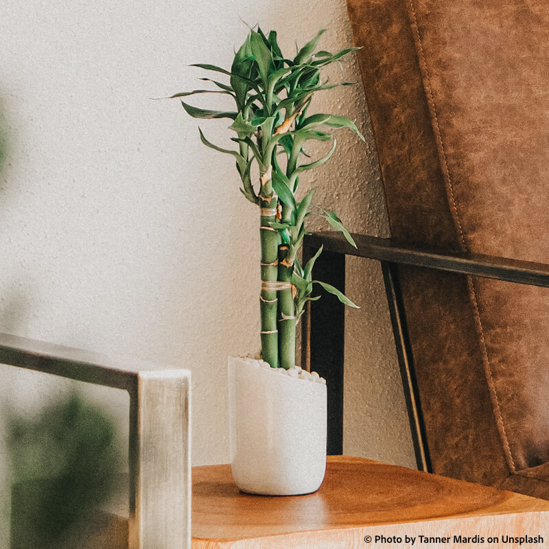 lucky bamboo indoor houseplant