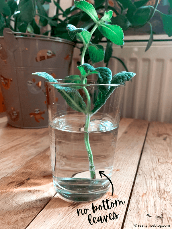 Fresh mint cutting ready for rooting in water