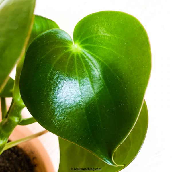Peperomia Care Guide Peperomia polybotrya (Raindrop Peperomia)