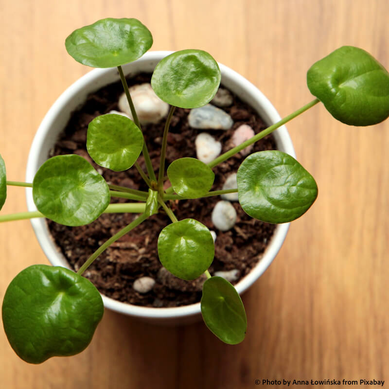 Money Plants That May Bring Wealth Good Fortune In Home